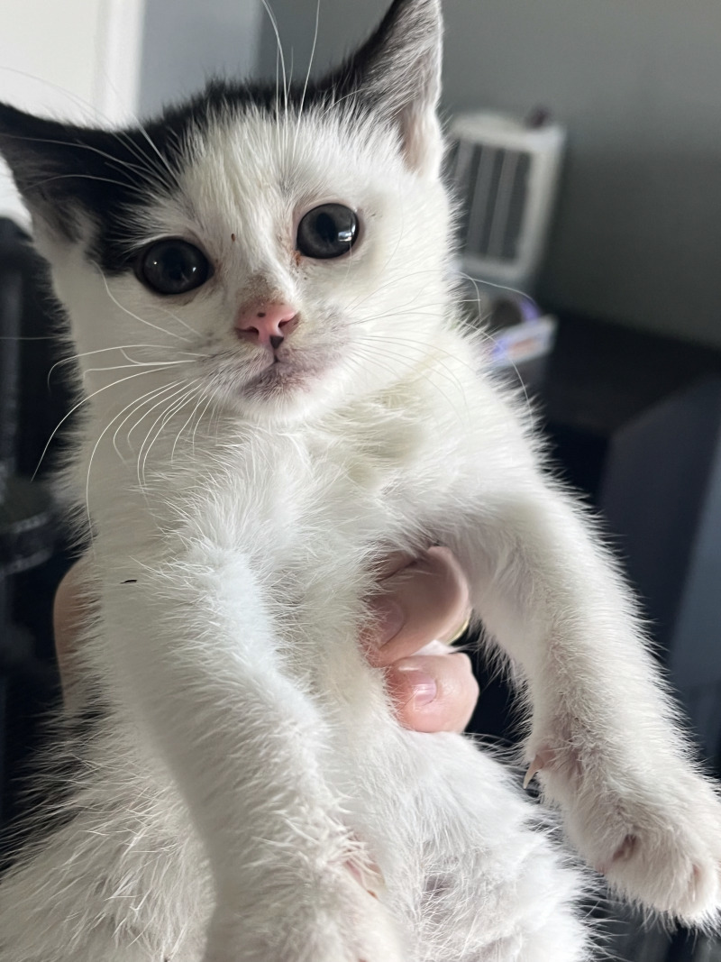 Betty, an adoptable American Wirehair in Kennewick, WA, 99337 | Photo Image 3
