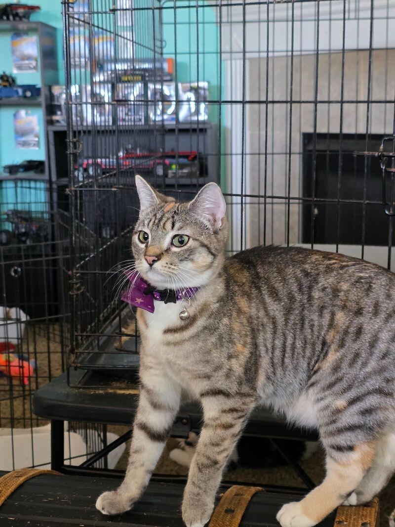 Marvel Infinity Stone "Vision", an adoptable American Shorthair in Kennewick, WA, 99337 | Photo Image 1