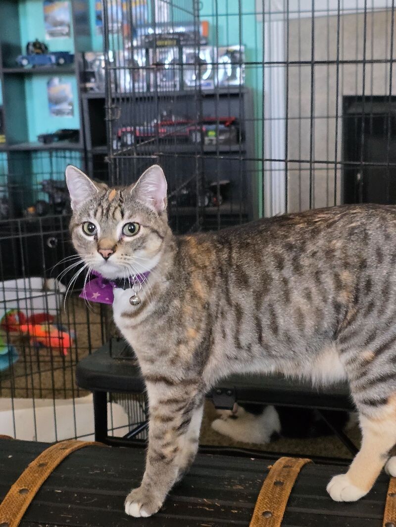 Marvel Infinity Stone "Vision", an adoptable American Shorthair in Kennewick, WA, 99337 | Photo Image 2