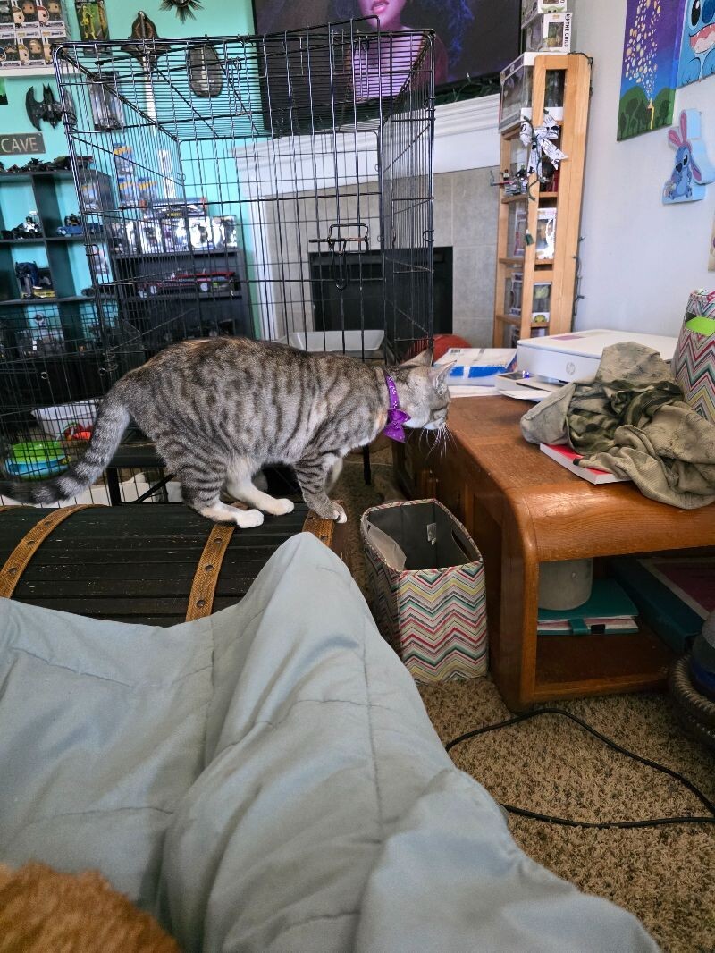 Marvel Infinity Stone "Vision", an adoptable American Shorthair in Kennewick, WA, 99337 | Photo Image 3
