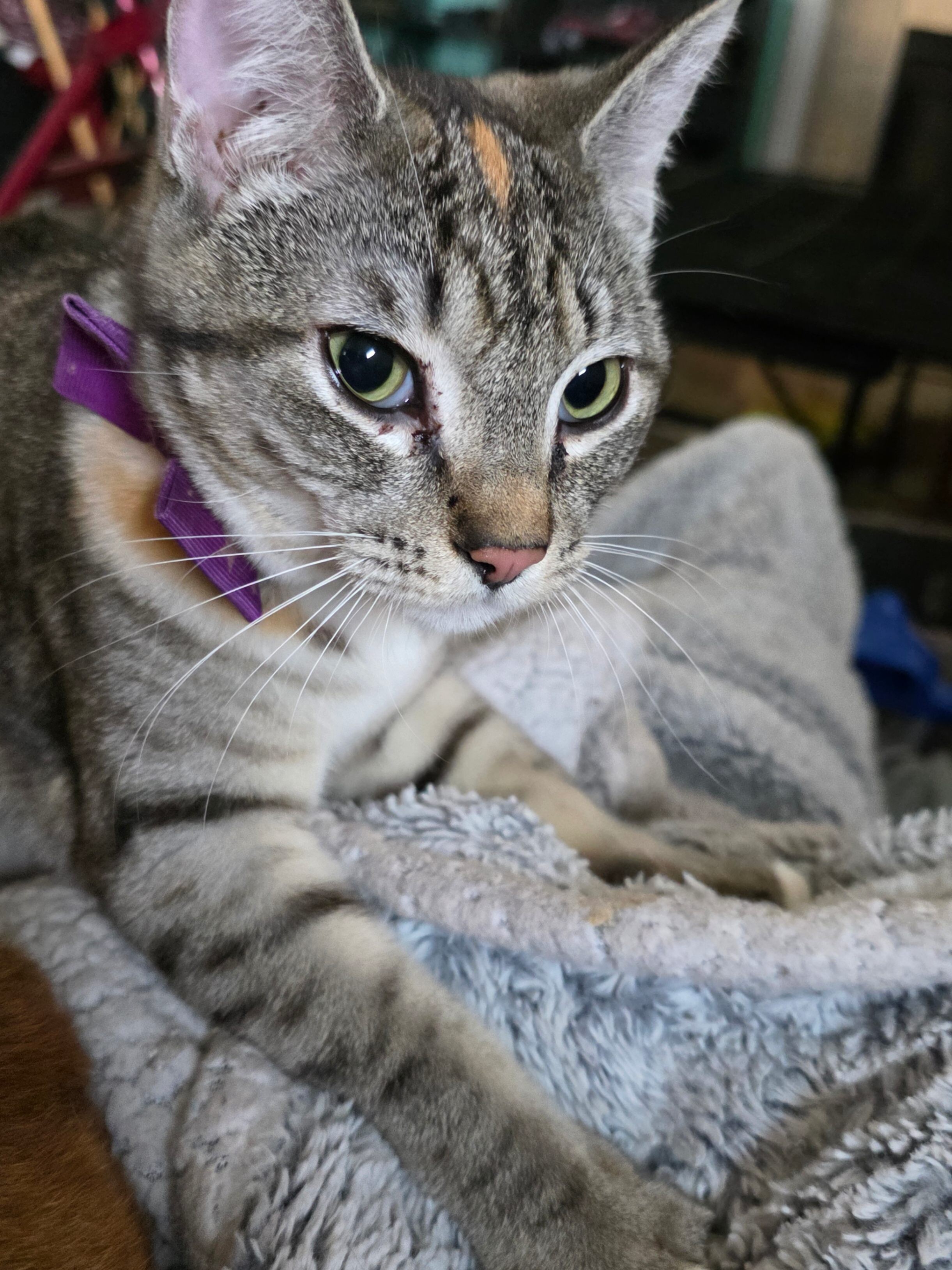 Marvel Infinity Stone "Vision", an adoptable American Shorthair in Kennewick, WA, 99337 | Photo Image 4