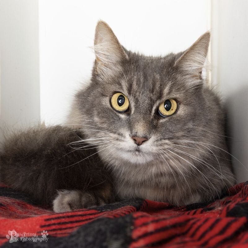 Lady Grey