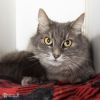 Lady Grey photo 1