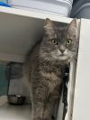 Lady Grey photo 2