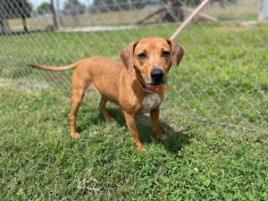 Angel is a 29 lb approximately 3 year old female dachshund mix She and Raven had been living on a