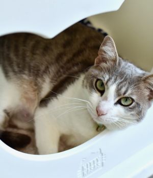 Twiggy came to Good Mews after her beloved owner passed away While we dont know much about her past