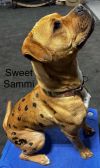 Sweet Sammi