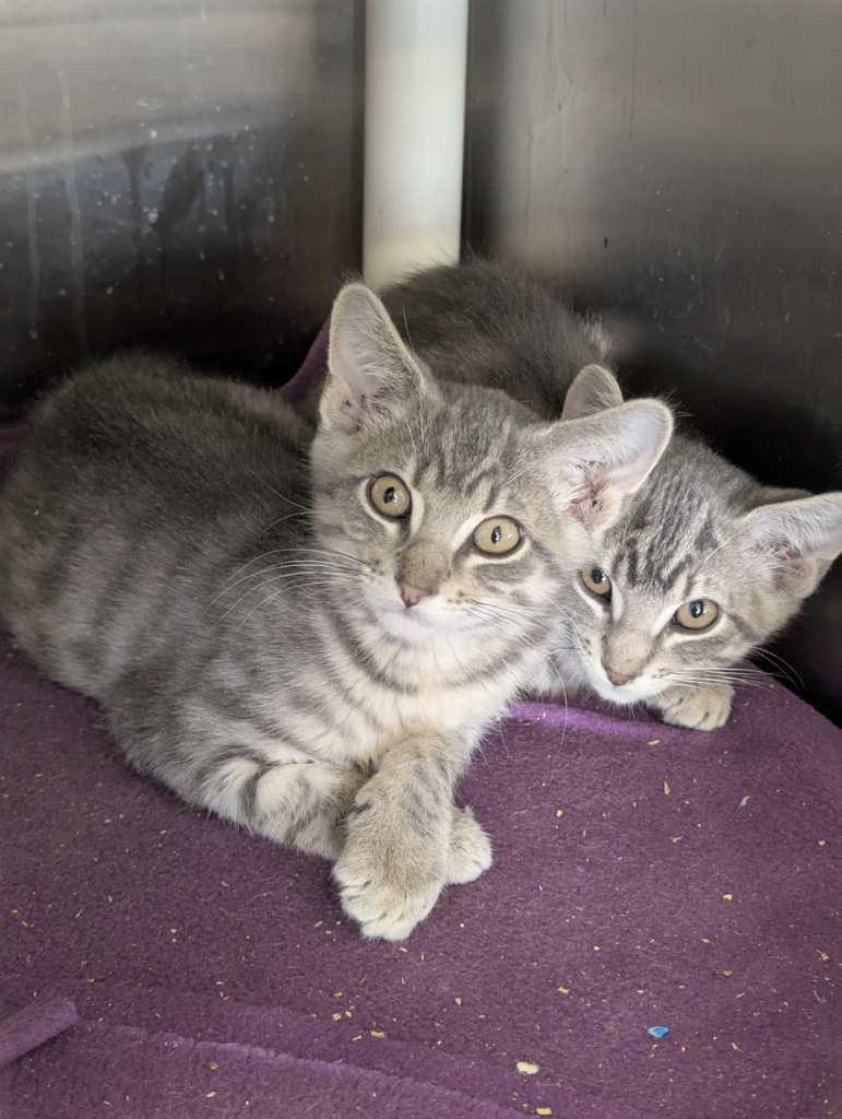Prius 11, an adoptable Domestic Short Hair in Havre, MT, 59501 | Photo Image 1