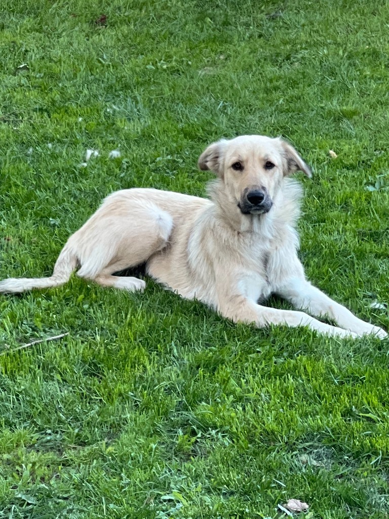 Sadie