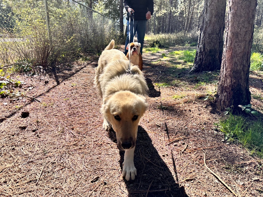 Sadie