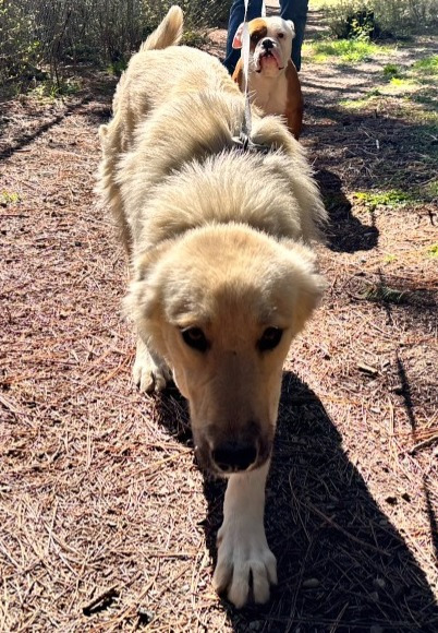 Sadie