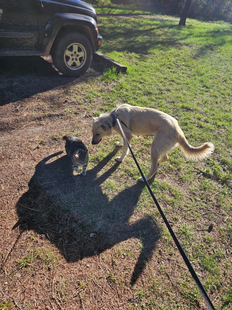 Sadie