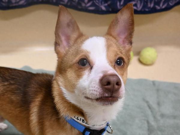 Snowball, an adoptable Chihuahua, Spitz in Portland, OR, 97211 | Photo Image 1