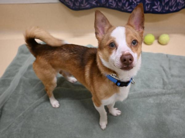 Snowball, an adoptable Chihuahua, Spitz in Portland, OR, 97211 | Photo Image 2