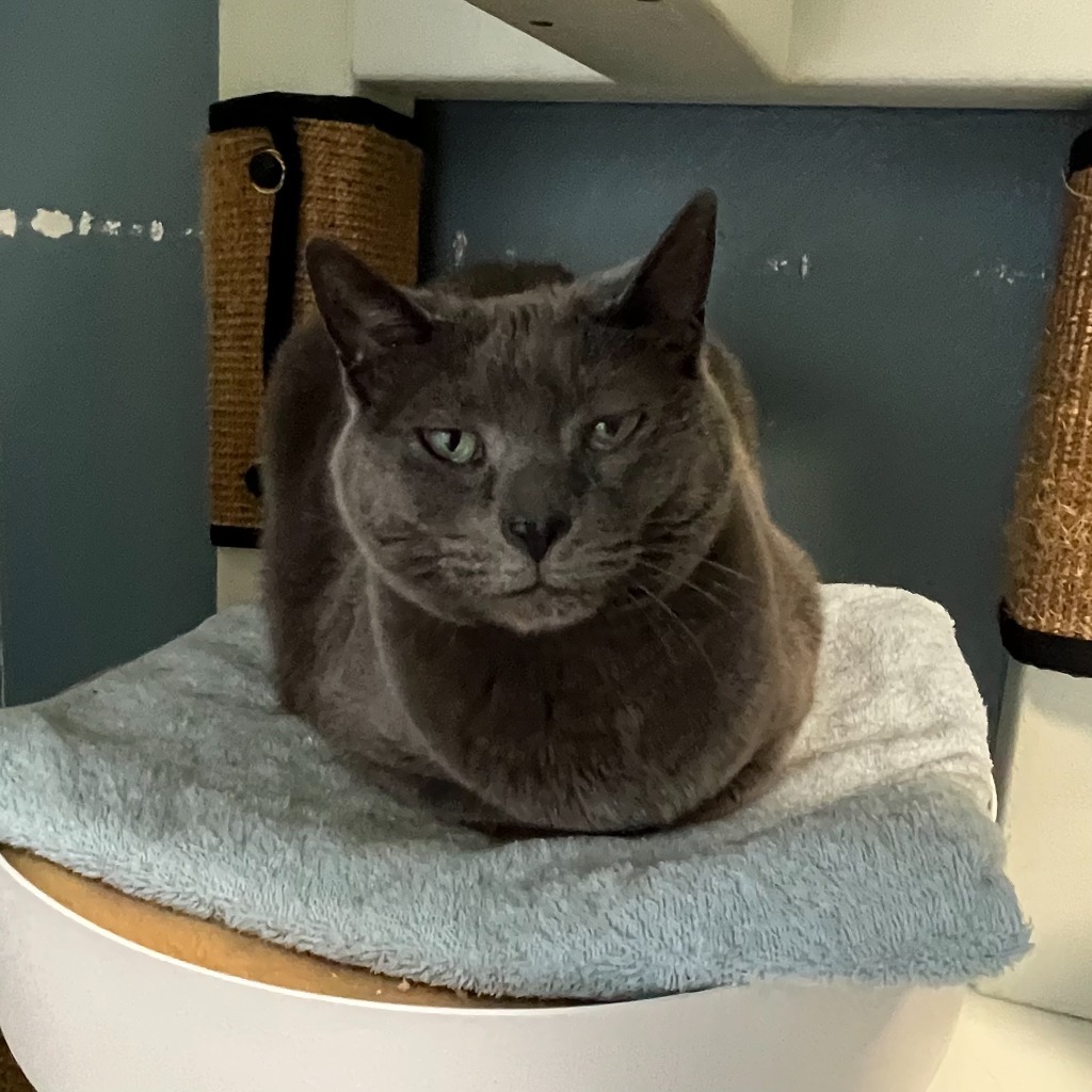 Samantha, an adoptable Domestic Short Hair in Eastsound, WA, 98245 | Photo Image 1