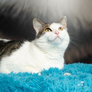 Scarlet, Adult Female Domestic Short Hair