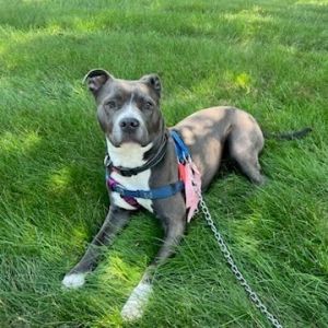 Adele, Adult Female Pit Bull Terrier