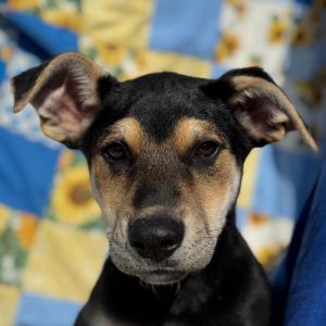 Hi My name is Doc and Im at the Santa Maria Campus Im a 2 month old male shepherddoberman mix