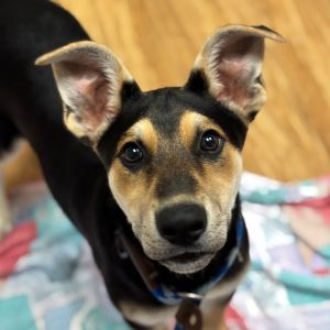 Hi My name is Doc and Im at the Santa Maria Campus Im a 3 month old male shepherddoberman mix