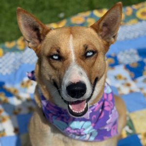 Hi there My name is Ivy and Im at the Santa Maria Campus Im a 1 year old female Husky