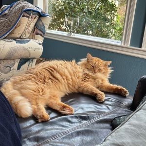 COURTESY REHOMING POST Sam is not a CACC cat We have not met him nor evaluated him and cant atte