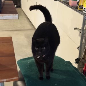 COURTESY REHOMING POST Vivian Eleanor is not a CACC cat We have not met her nor evaluated and can