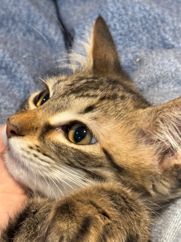 Toffee