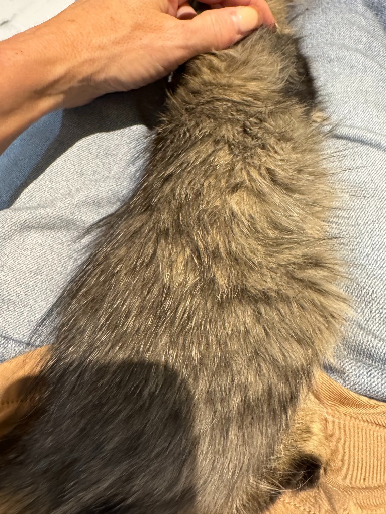 Toffee