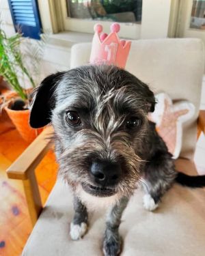 Simone