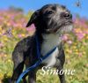 Simone