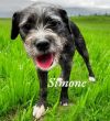 Simone
