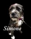 Simone