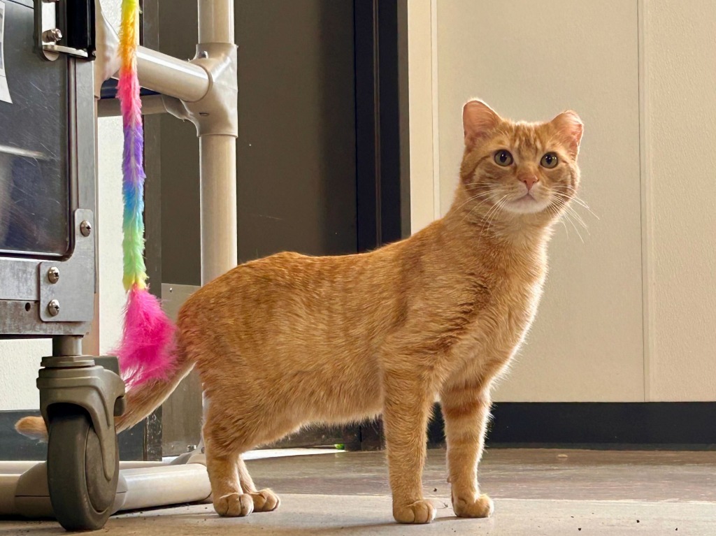 Cheeto