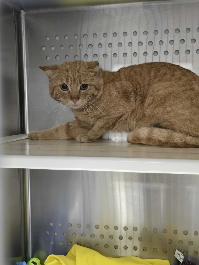 Cheeto, an adoptable Domestic Short Hair in Minot, ND, 58702 | Photo Image 2