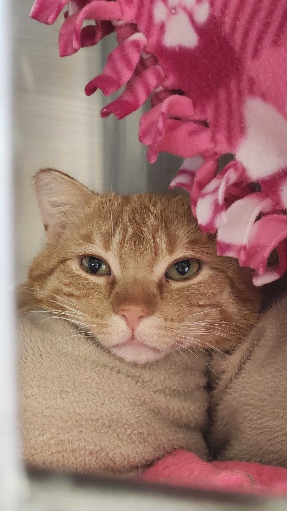 Cheeto