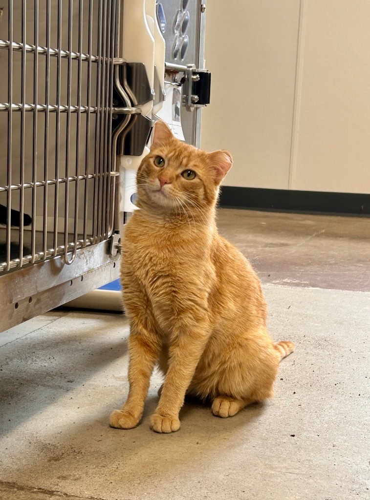 Cheeto