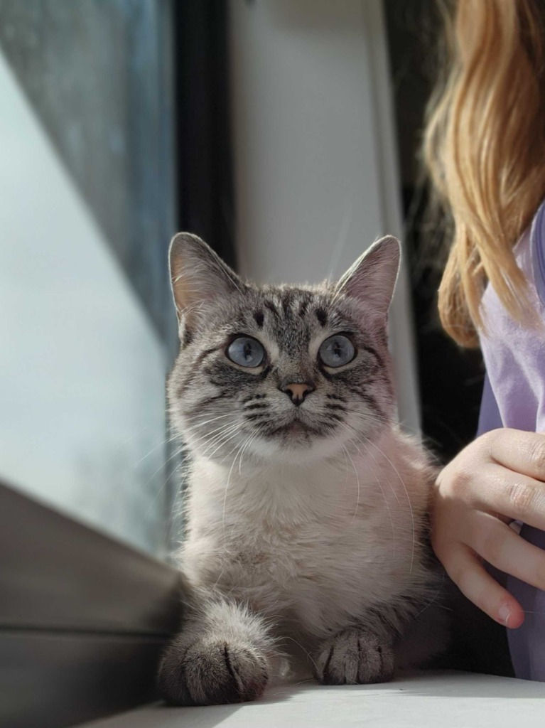 Vicky, an adoptable Domestic Short Hair in Minot, ND, 58702 | Photo Image 1