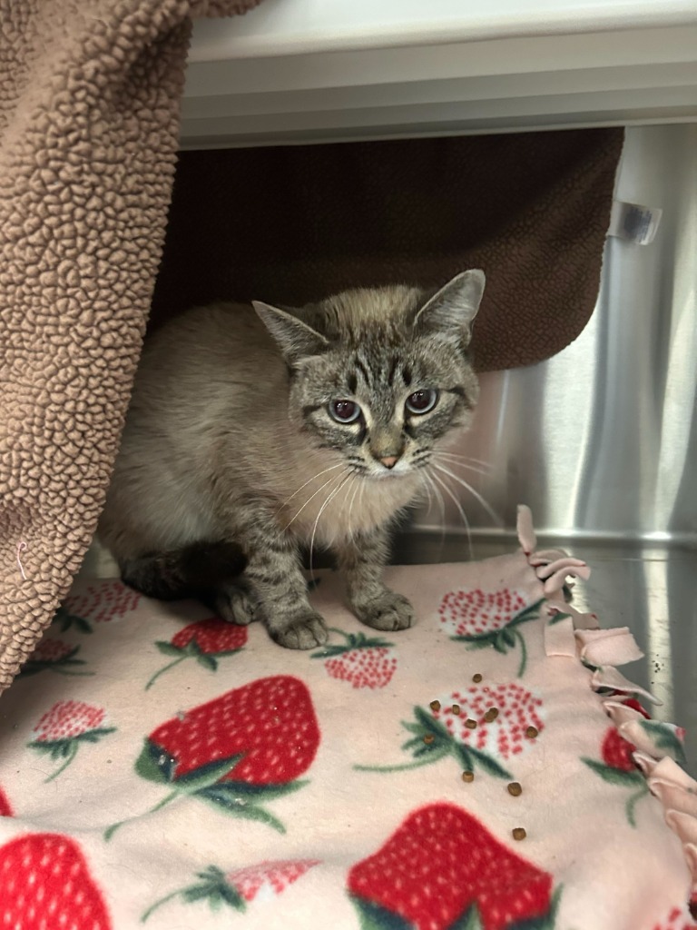 Vicky, an adoptable Domestic Short Hair in Minot, ND, 58702 | Photo Image 2