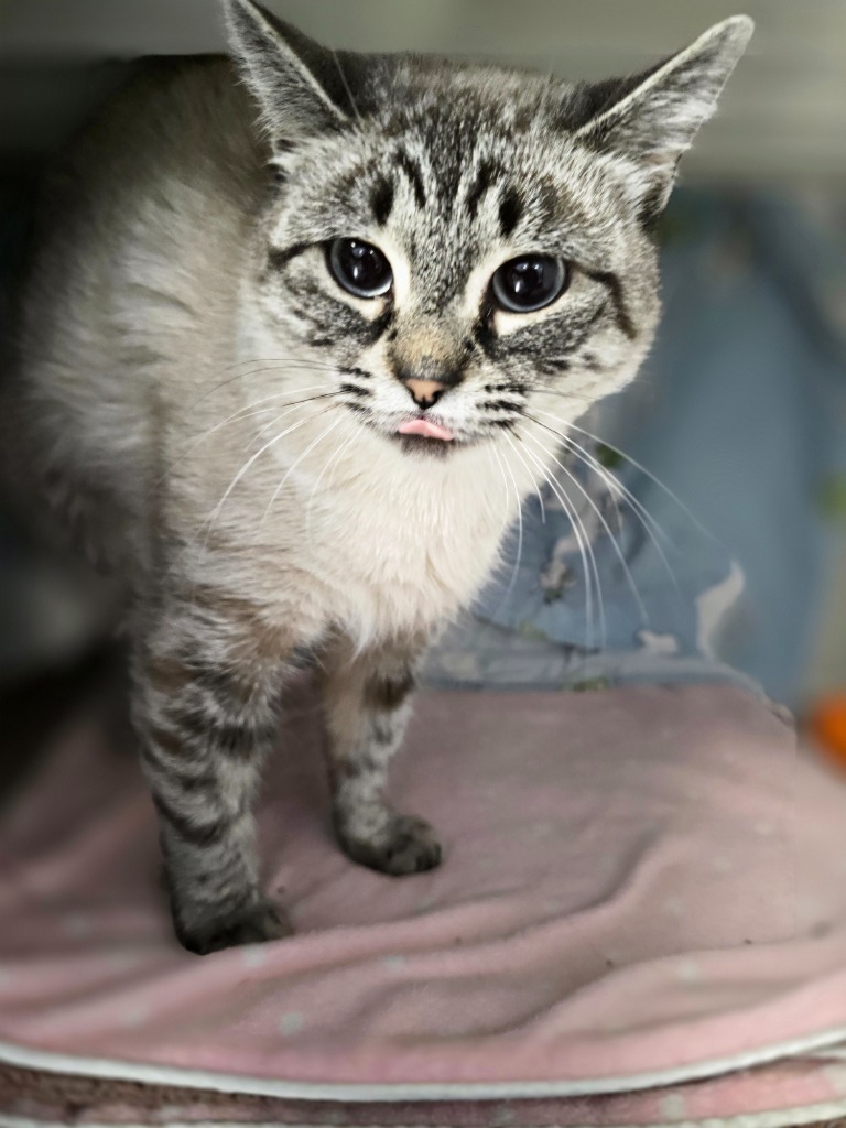 Vicky, an adoptable Domestic Short Hair in Minot, ND, 58702 | Photo Image 3
