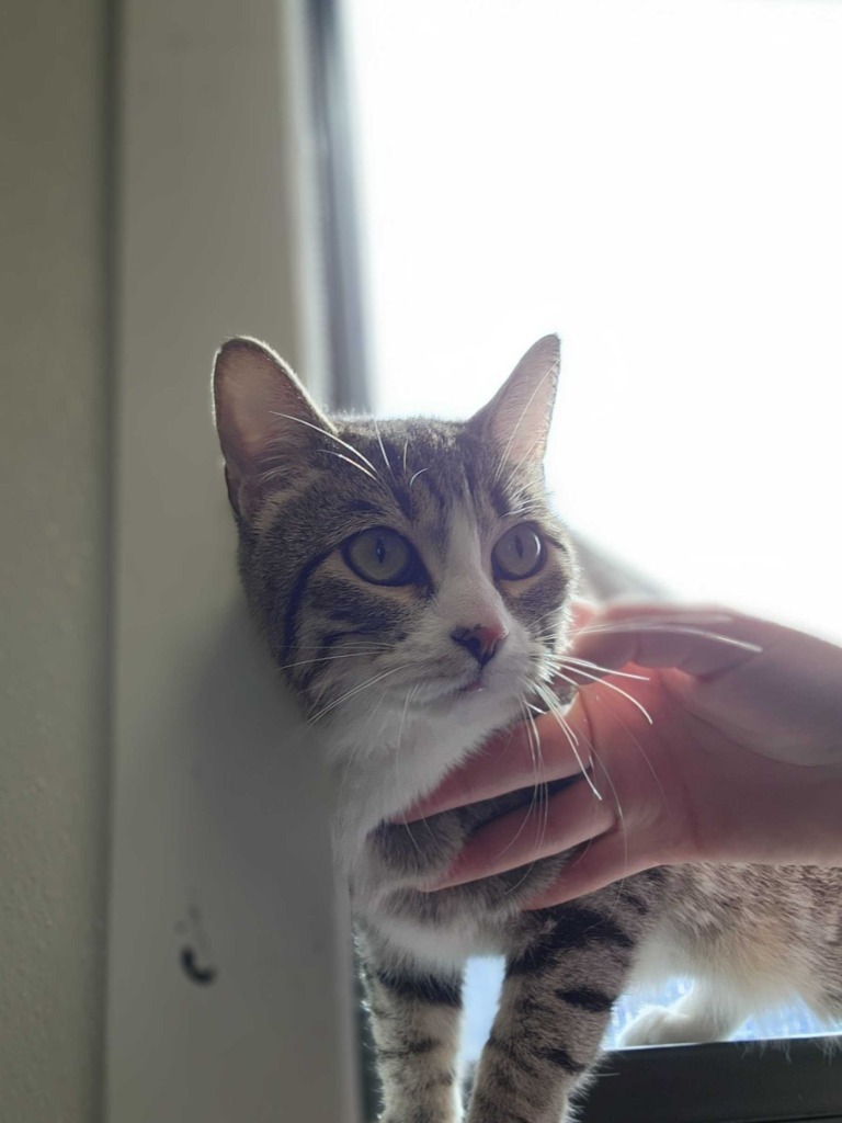 Trixie, an adoptable Domestic Short Hair in Minot, ND, 58702 | Photo Image 1