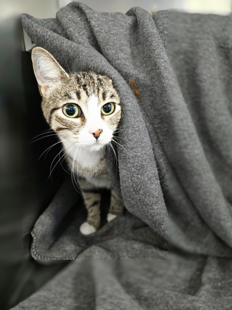 Trixie, an adoptable Domestic Short Hair in Minot, ND, 58702 | Photo Image 3