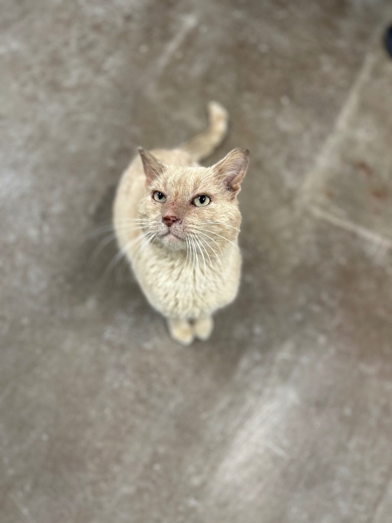 Chester, an adoptable Domestic Short Hair in Minot, ND, 58702 | Photo Image 1