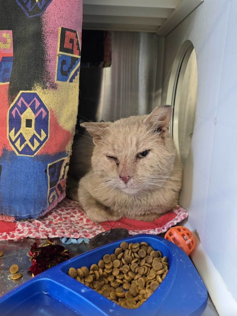 Chester, an adoptable Domestic Short Hair in Minot, ND, 58702 | Photo Image 2