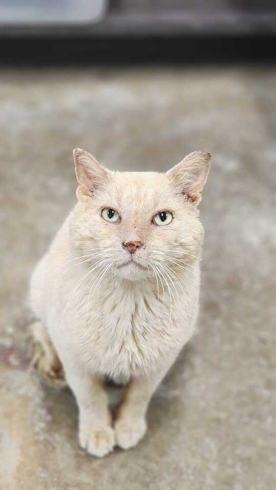 Chester