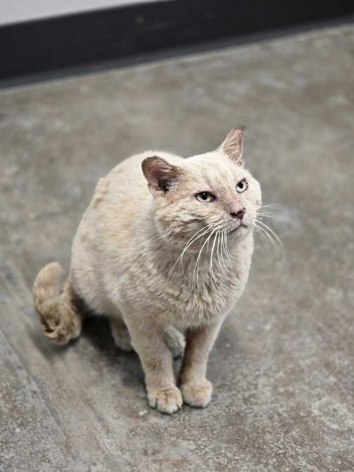 Chester
