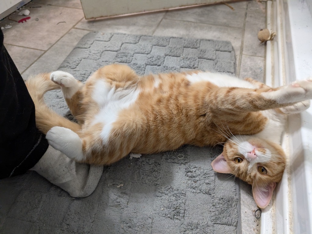 Taz