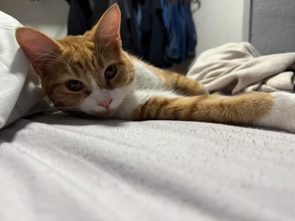 Taz