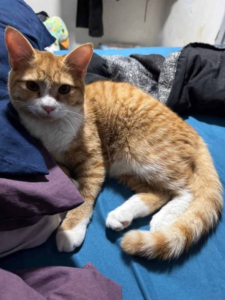 Taz