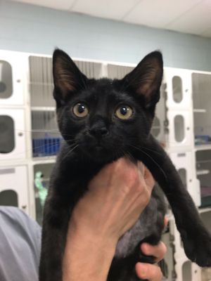 Buttercup (Void Toast), Baby Female Domestic Short Hair