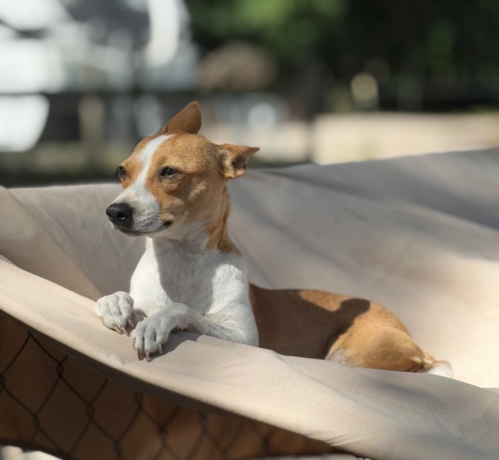 Penelope